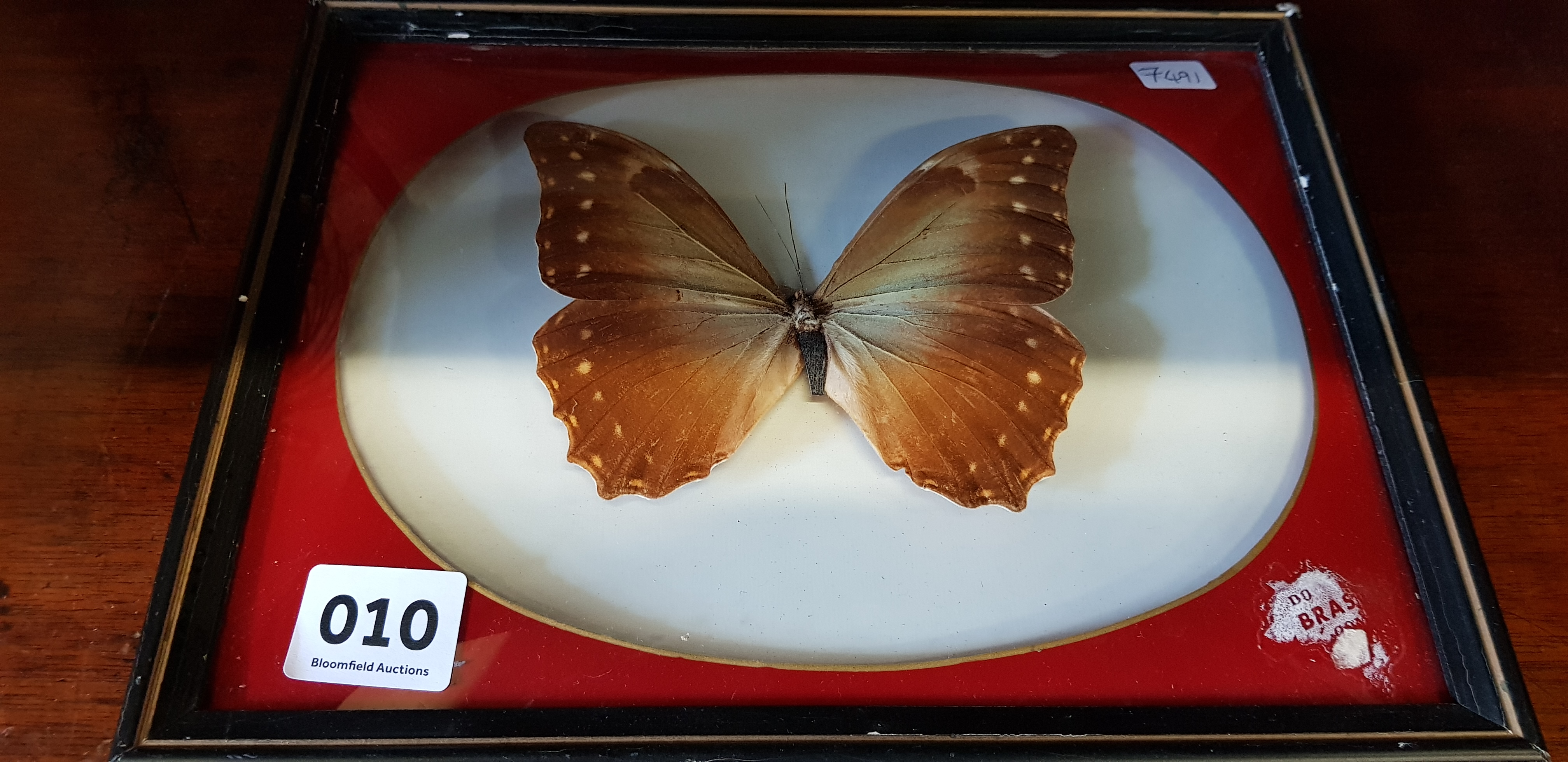 TAXIDERMY FRAMED BUTTERFLY