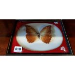 TAXIDERMY FRAMED BUTTERFLY