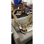 FRAMED ANTLERS