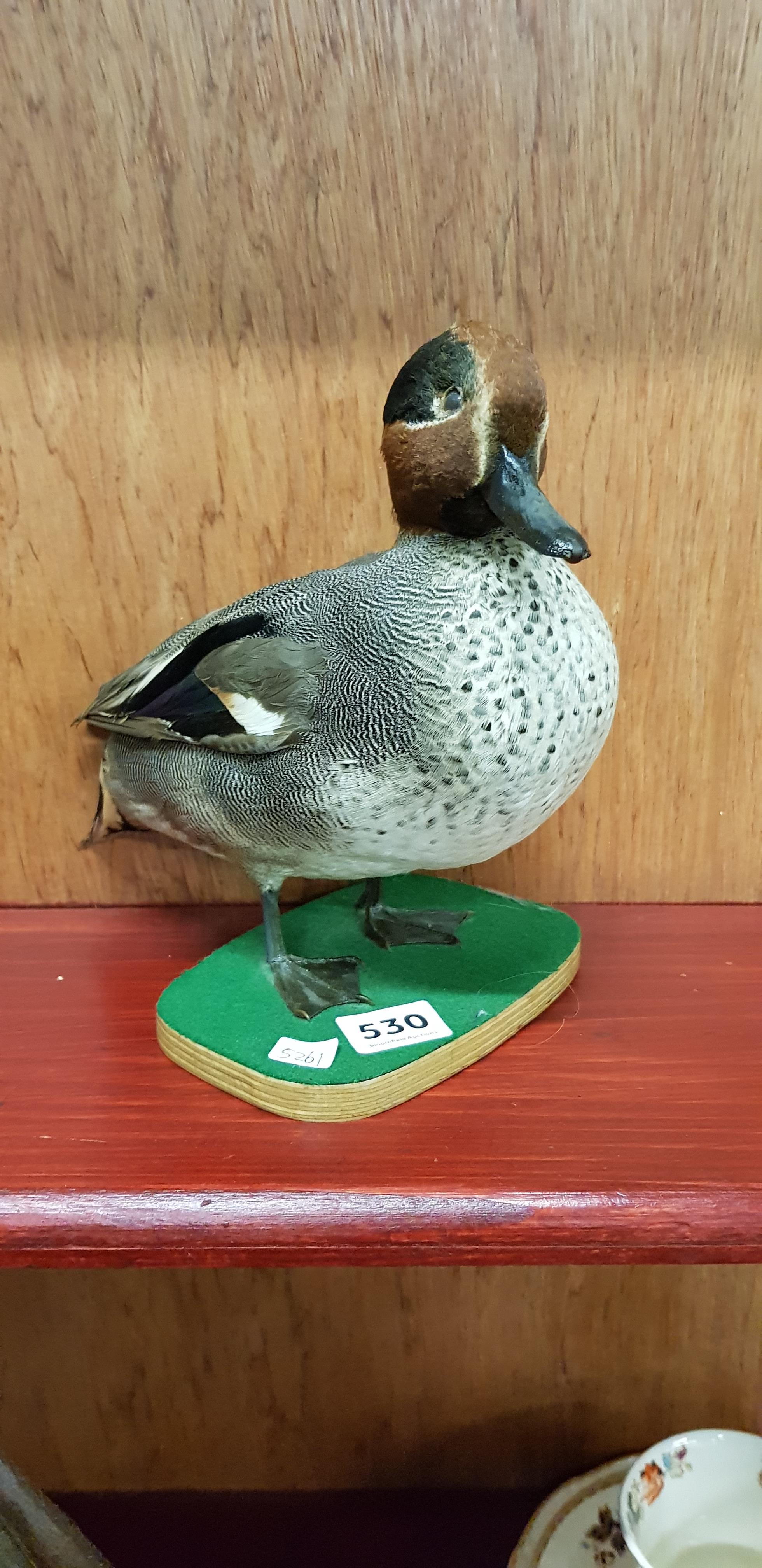 STUFFED BIRD FIGURE