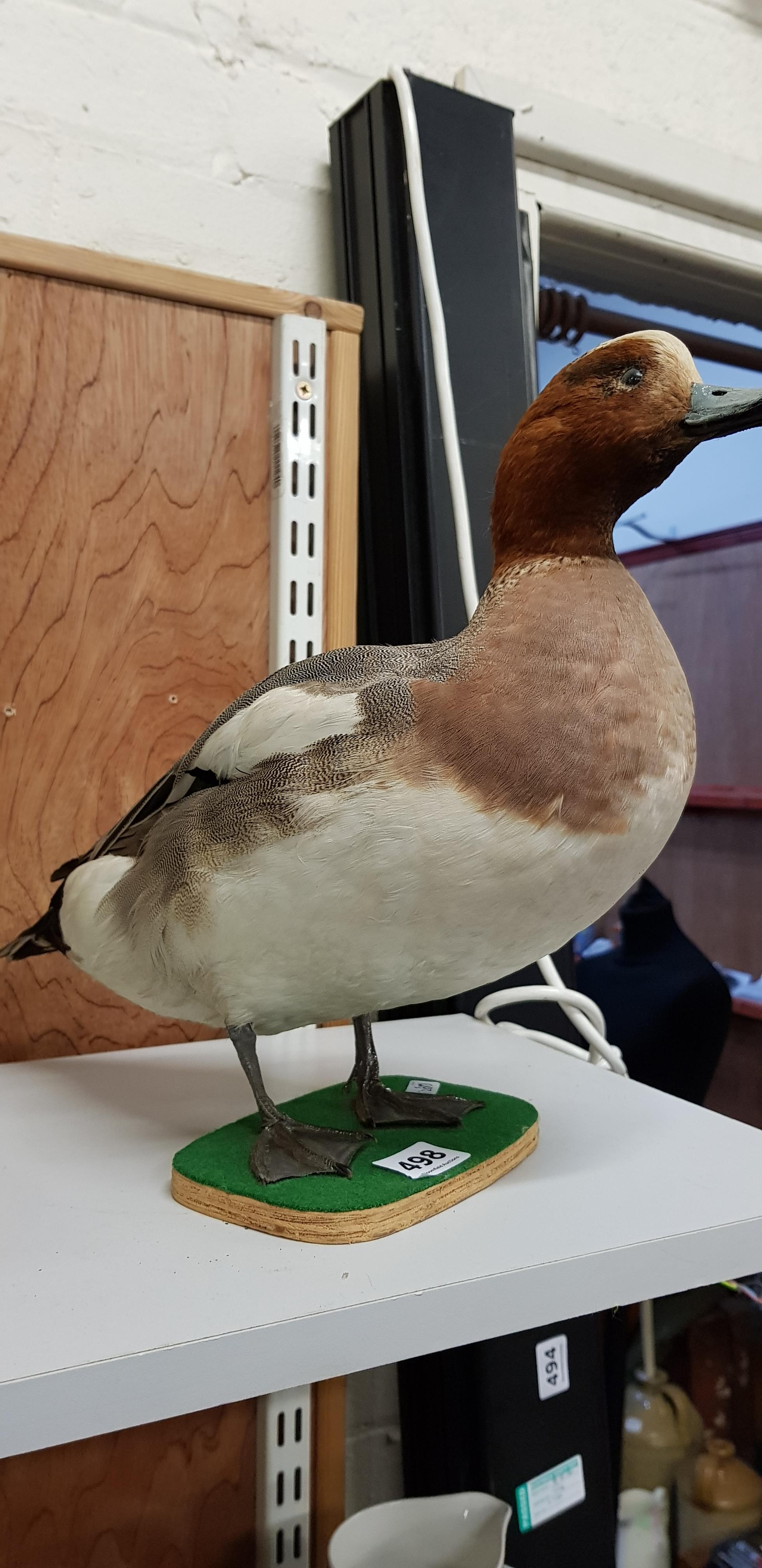 STUFFED BIRD FIGURE