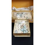 2 BOXES OF ANTIQUE BIRD EGGS