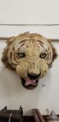 ANTIQUE TIGERS HEAD CIRCA 1931