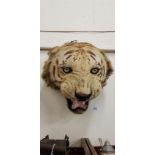 ANTIQUE TIGERS HEAD CIRCA 1931