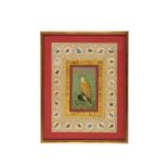 Fine painting of a domestic Falcon, miniature painting on card [India, early 20th century]