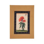 Indian botanical painting, painted on card [India (probably Rajasthan), early 20th century]