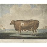 Various Artists The Durham Ox; The Unrivaled Lincolnshire Heifer; The Craven Heifer; A Scene at W...