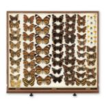 A Watkins & Doncaster mahogany butterfly collectors cabinet, English, circa 1900,