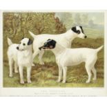A set of twelve later framed 19th century coloured prints of breeds of dogs (12)