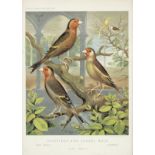 A set of twelve 19th century coloured prints of caged birds and canaries (12)