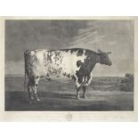 After George Cuitt the Elder, (British, 1743-1818) The Ketton Ox published 1801
