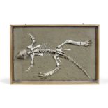 A rare fossilised Psittacosaurus (Parrot Lizard) dinosaur skeleton probably early Cretaceous period