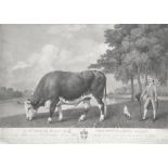 After George Stubbs, (British, 1724-1806) The Lincolnshire Ox, 1791 published 1791 (please note t...