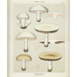 A set of twelve framed late 19th century coloured prints of edible mushrooms (12)