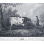 Various Artists The Durham White Ox; The Durham Ox; A Short Horned Heifer, 7 Years Old; The Famou...