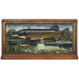 An impressive double cased Pike in a large decorated glazed cabinet,