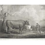 After Alexander Nasmyth, (British, 1758-1840) The Spottiswoode Ox published 1804