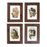 A set of 12 late 19th/early 20th century coloured lithographic prints of primates (12)