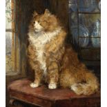 Philip Eustace Stretton (British, 1863-1930) Study of a ginger cat