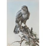 Edwin Penny (British, born 1930), Goshawk, watercolour, 36 x 50 cm