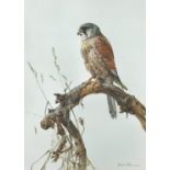 Edwin Penny (British, born 1930), Kestral, watercolour, 36 x 50 cm