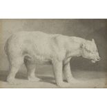 Samuel Howitt (Nottinghamshire 1756-1822 London) A polar bear