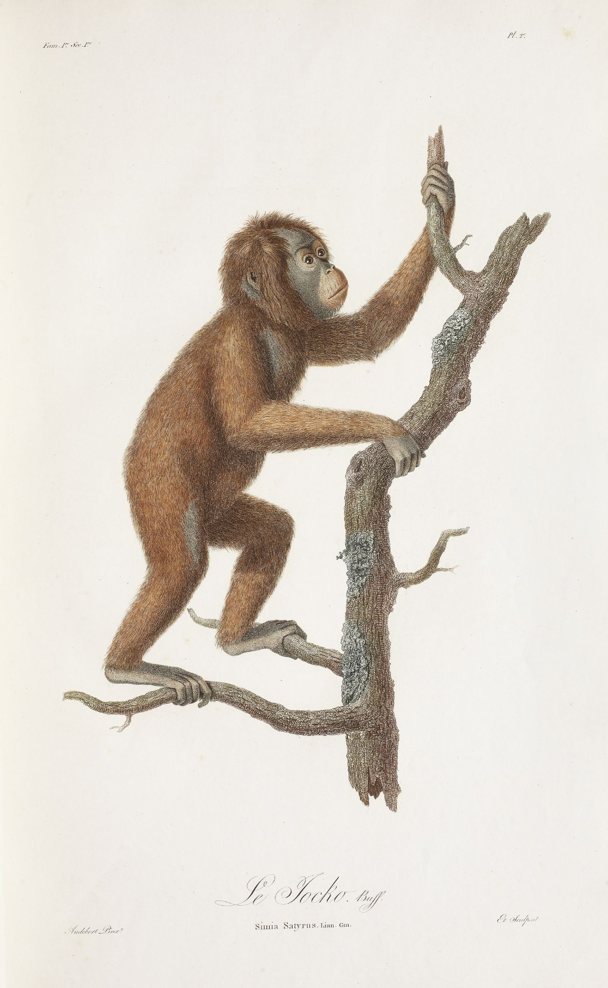 AUDEBERT (JEAN BAPTISTE) Histoire naturelle des Singes et des Makis, Paris, Desray, [1799-1800]