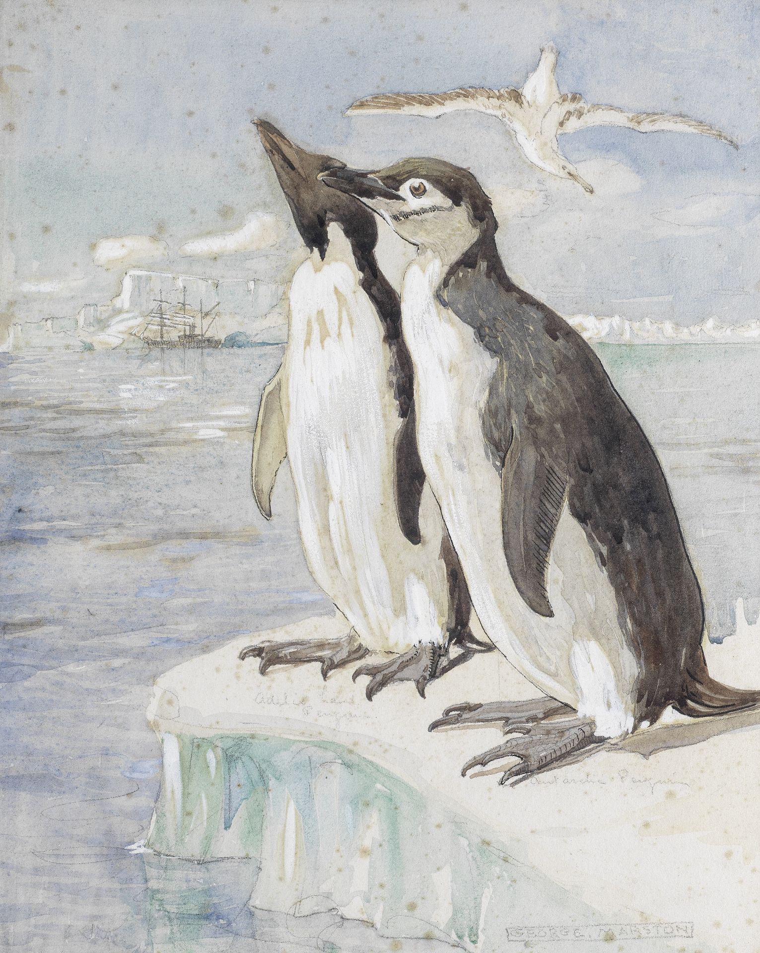 POLAR MARSTON (GEORGE EDWARD) 'Adelie Land Penguin. Antarctic Penguin', [1910s?]