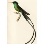 LESSON (RENÉ-PRIMEVÈRE) Histoire naturelle des oiseaux-mouches, Paris, Arthus Bertrand (2)