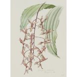 MEE (MARGARET) Flowers of the Brazilian Forests, NUMBER 58 OF 100 SPECIALLY BOUND COPIES WITH AN ...