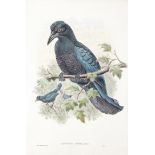 GOULD (JOHN) A collection of 37 hand-coloured lithographs from John Gould's 'The Birds of New Gui...