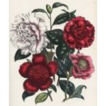 LOUDON (JANE) The Ladies' Flower-Garden, 8vo; and 5 others, including 2 odd volumes by Cavanilles...