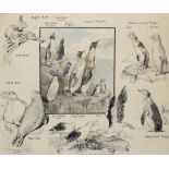 POLAR MARSTON (GEORGE EDWARD) Polar wildlife, [1910s?]