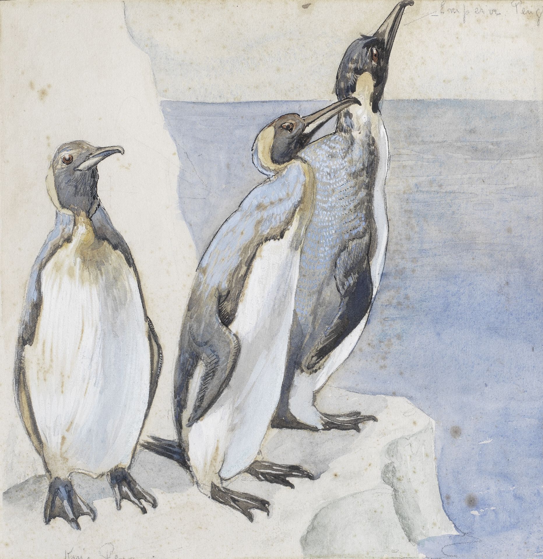 POLAR MARSTON (GEORGE EDWARD) 'King Penguin. Emperor Penguins', [1910s?]