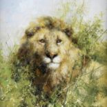 David Shepherd C.B.E. (British, 1931-2017) Lion