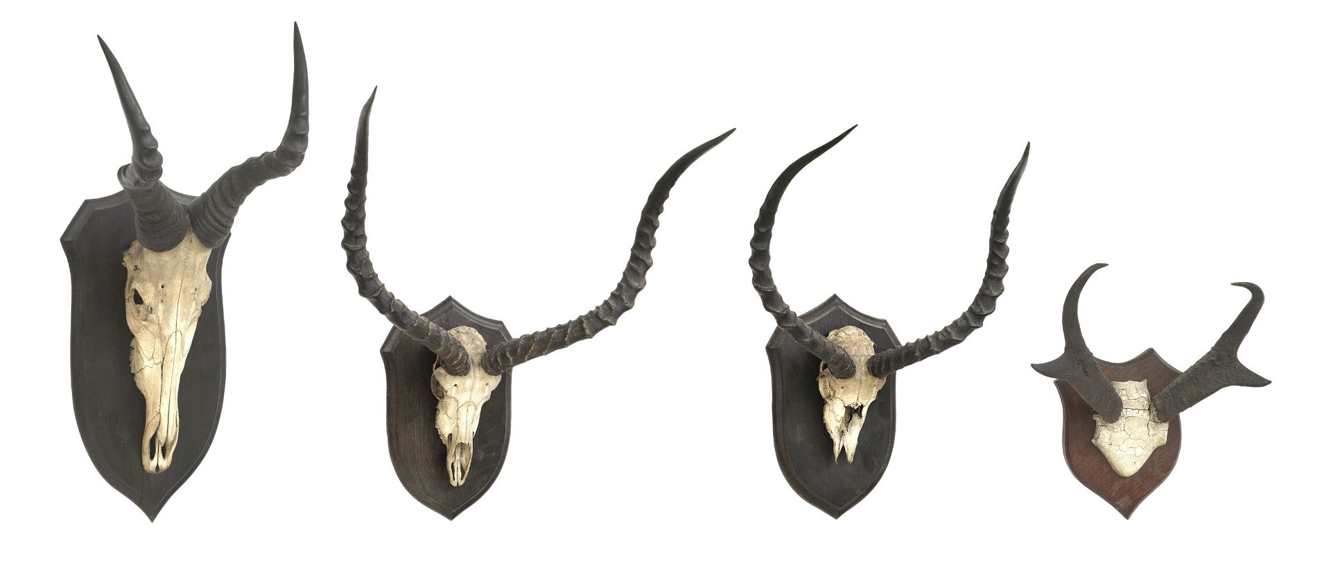 Three Rowland Ward African antelope mounted skulls circa 1900 (4)