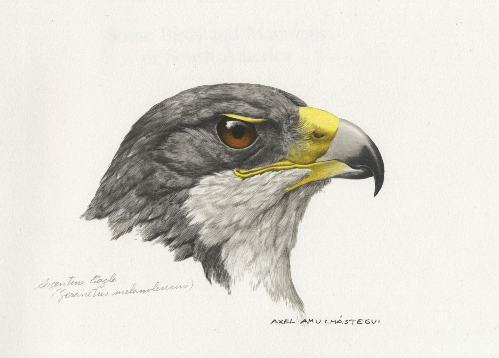 AMUCHASTEGUI (AXEL) Some Birds and Mammals of South America... text by Carlos S. Andrade, 1966; S...