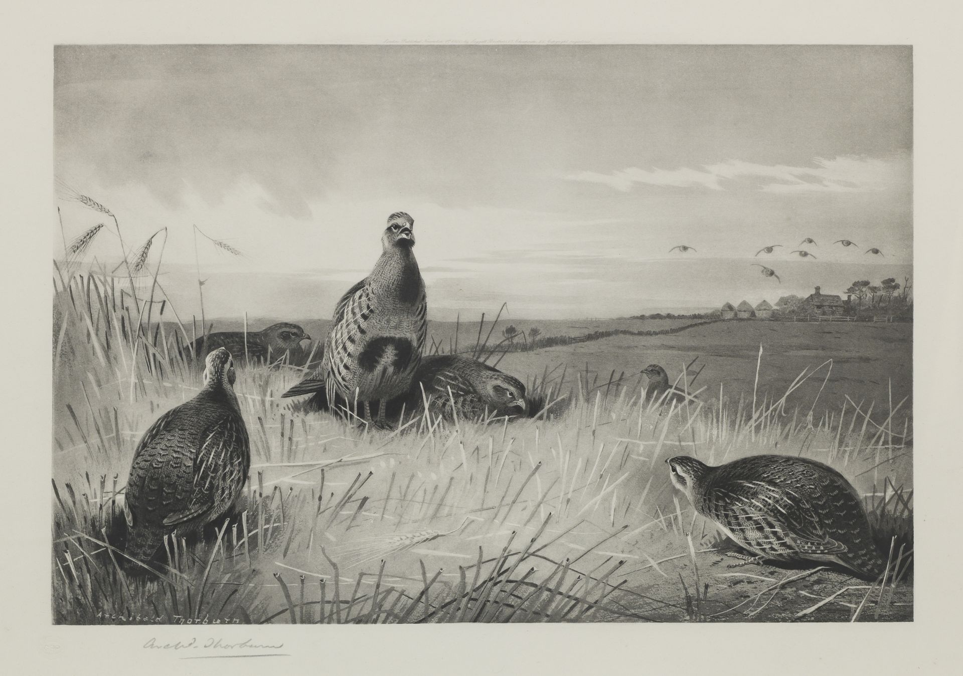 Archibald Thorburn (British, 1860-1935) September Partridges (Together with two further signed Th...