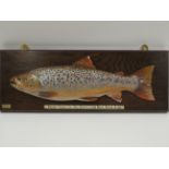 A CARVED WOODEN MODEL OF A BROWN TROUT BY ROGER BROOKES