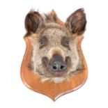 A taxidermy wild boar head