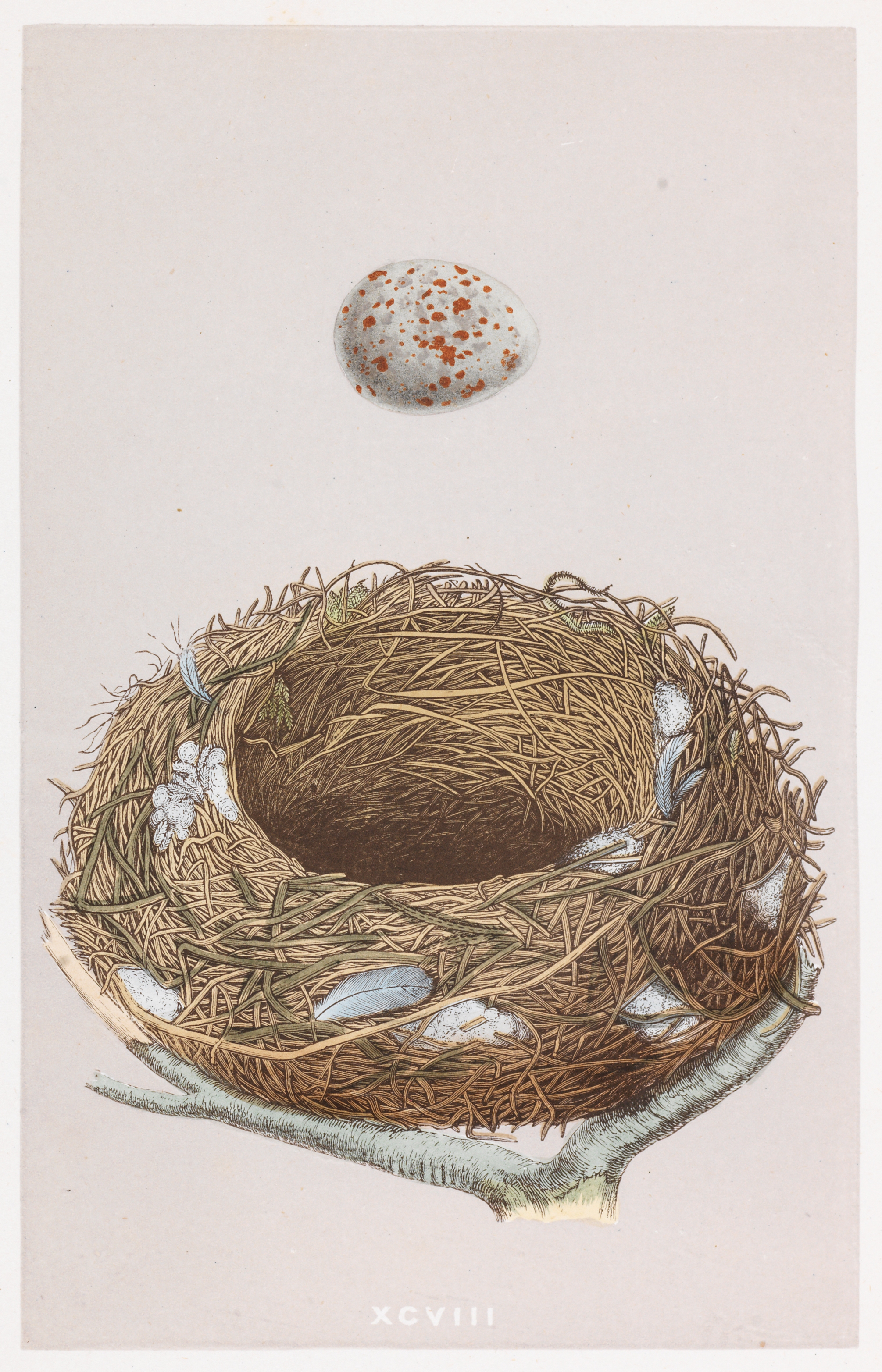 MORRIS (FRANCIS ORPEN) A Natural History of the Nests and Eggs of British Birds, 3 vol., George B...