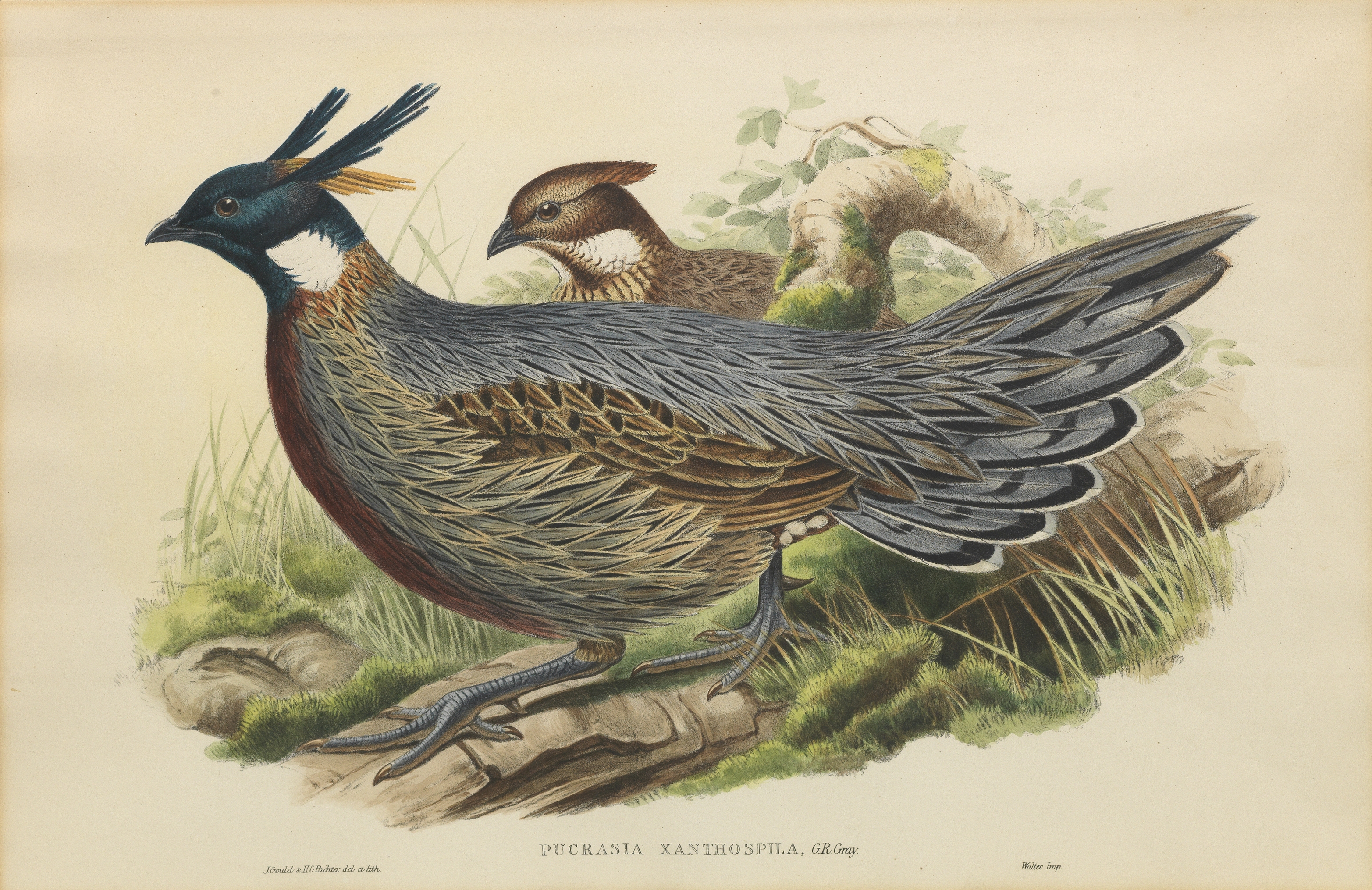 John Gould (British, 1804-1881) A group of six hand-coloured ornithological lithographs, later st...