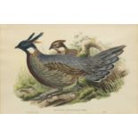 John Gould (British, 1804-1881) A group of six hand-coloured ornithological lithographs, later st...