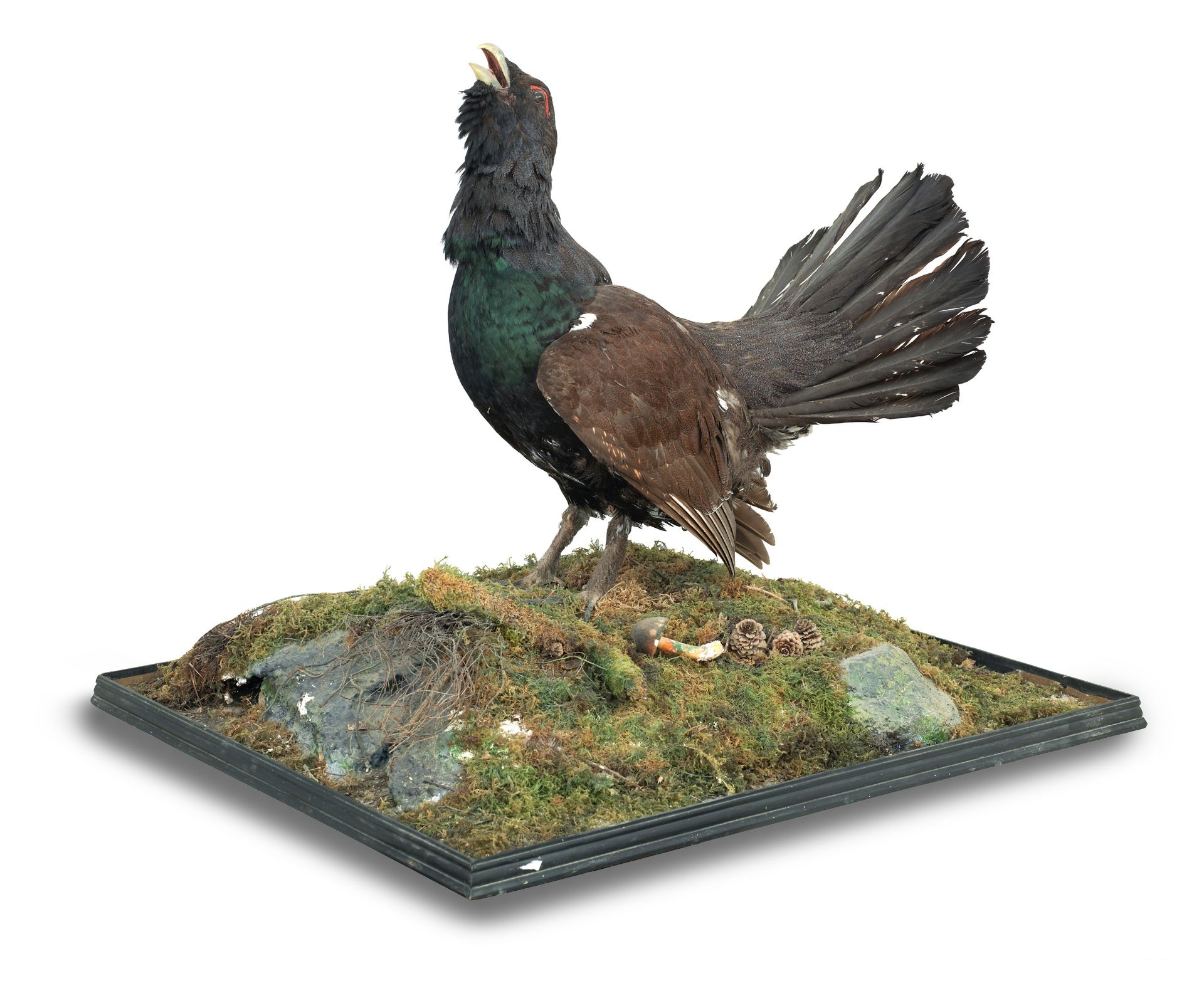 A taxidermy Capercaille