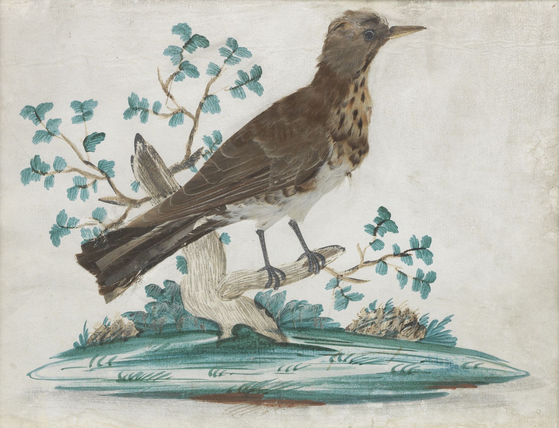 A 19th century feather picture of a thrush (3)