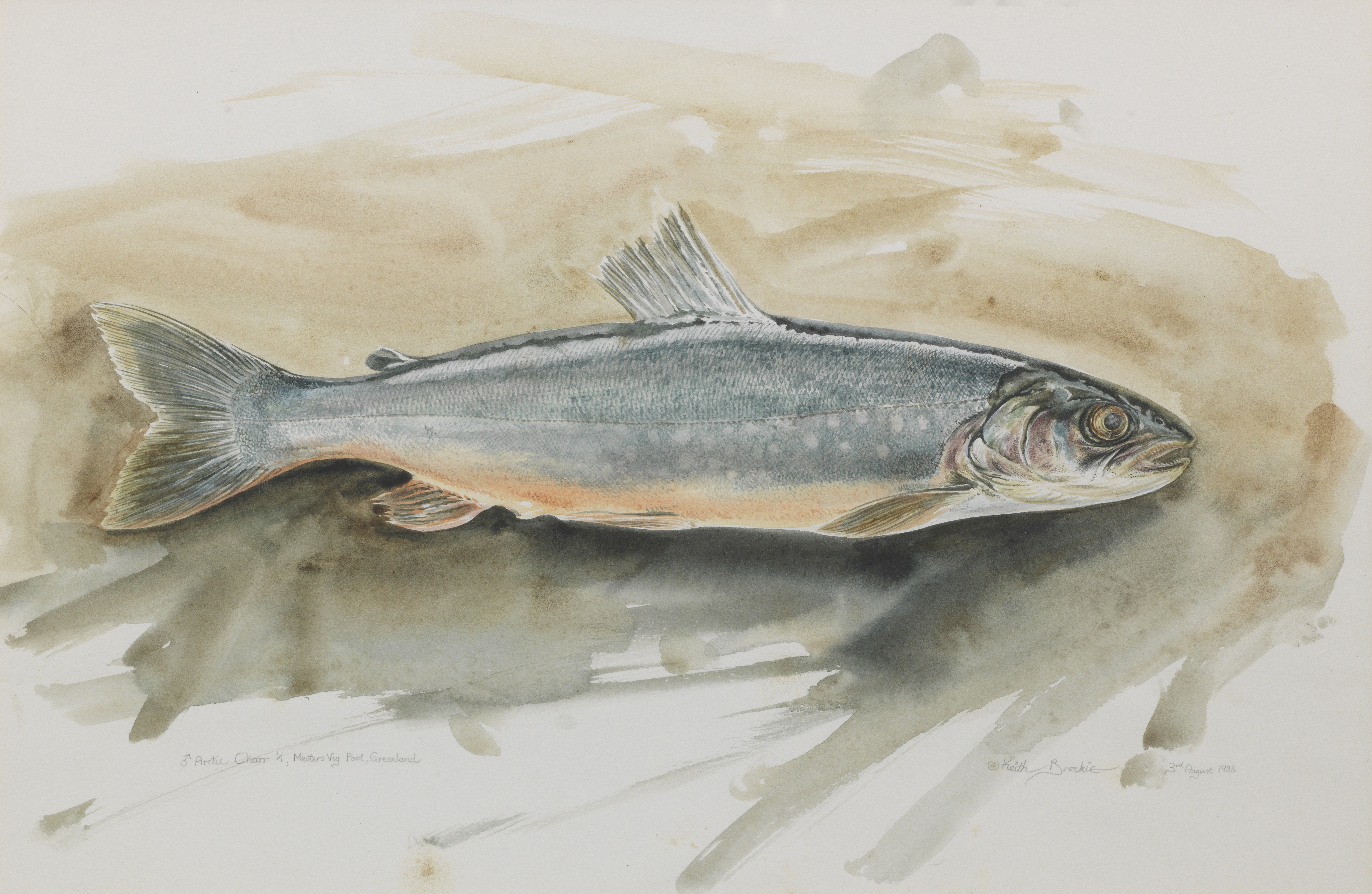 Keith Brockie (British, born 1955) Arctic Charr watercolour, signed and dated 1988; Together with...