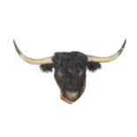 Of Taymouth Castle Interest: A Black or Kyloe Highland Cow head from the Breadalbane Fold preser...