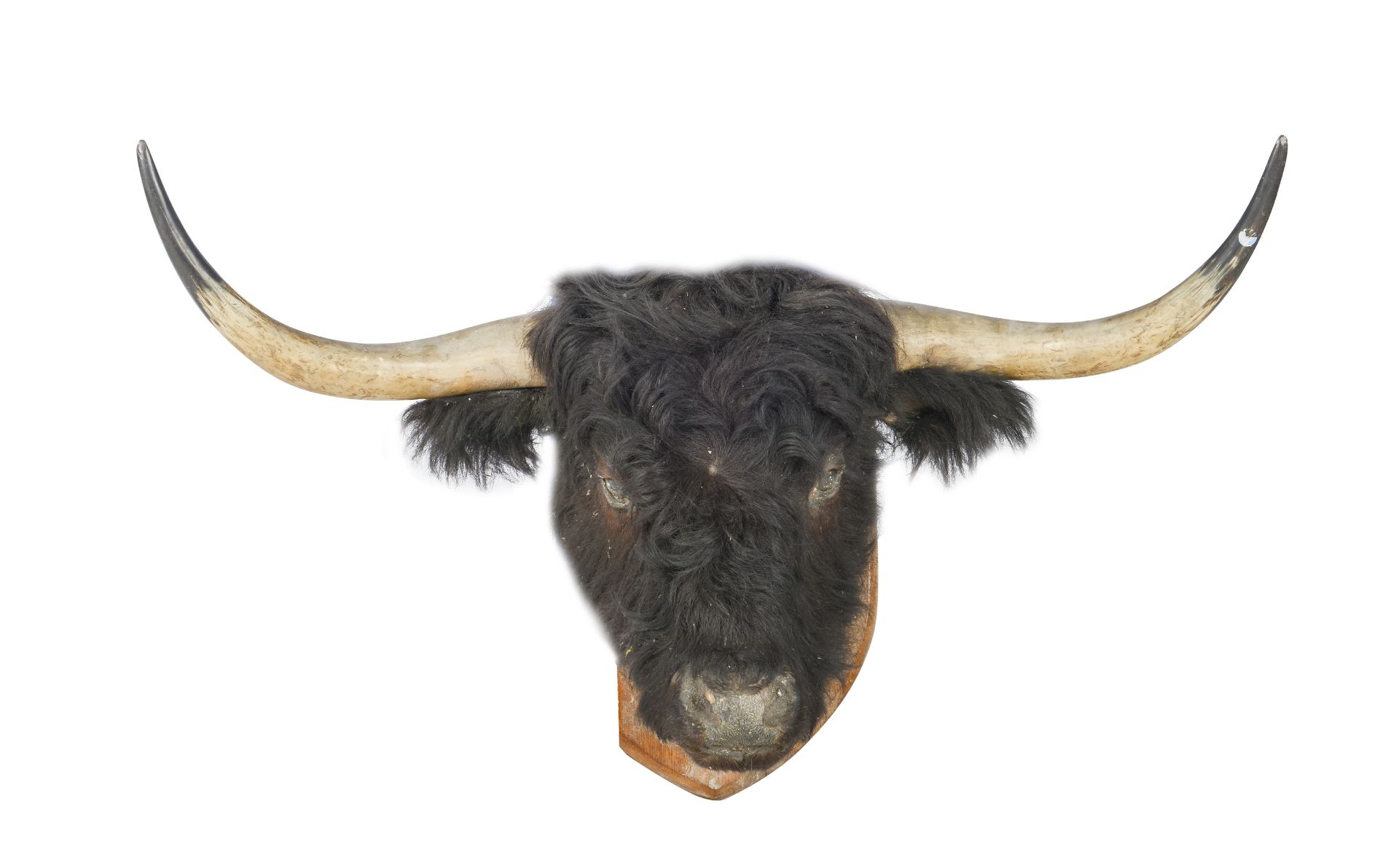 Of Taymouth Castle Interest: A Black or Kyloe Highland Cow head from the Breadalbane Fold preser...