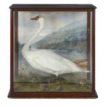 Of Taymouth Castle Interest: A Victorian taxidermy specimen of a Swan