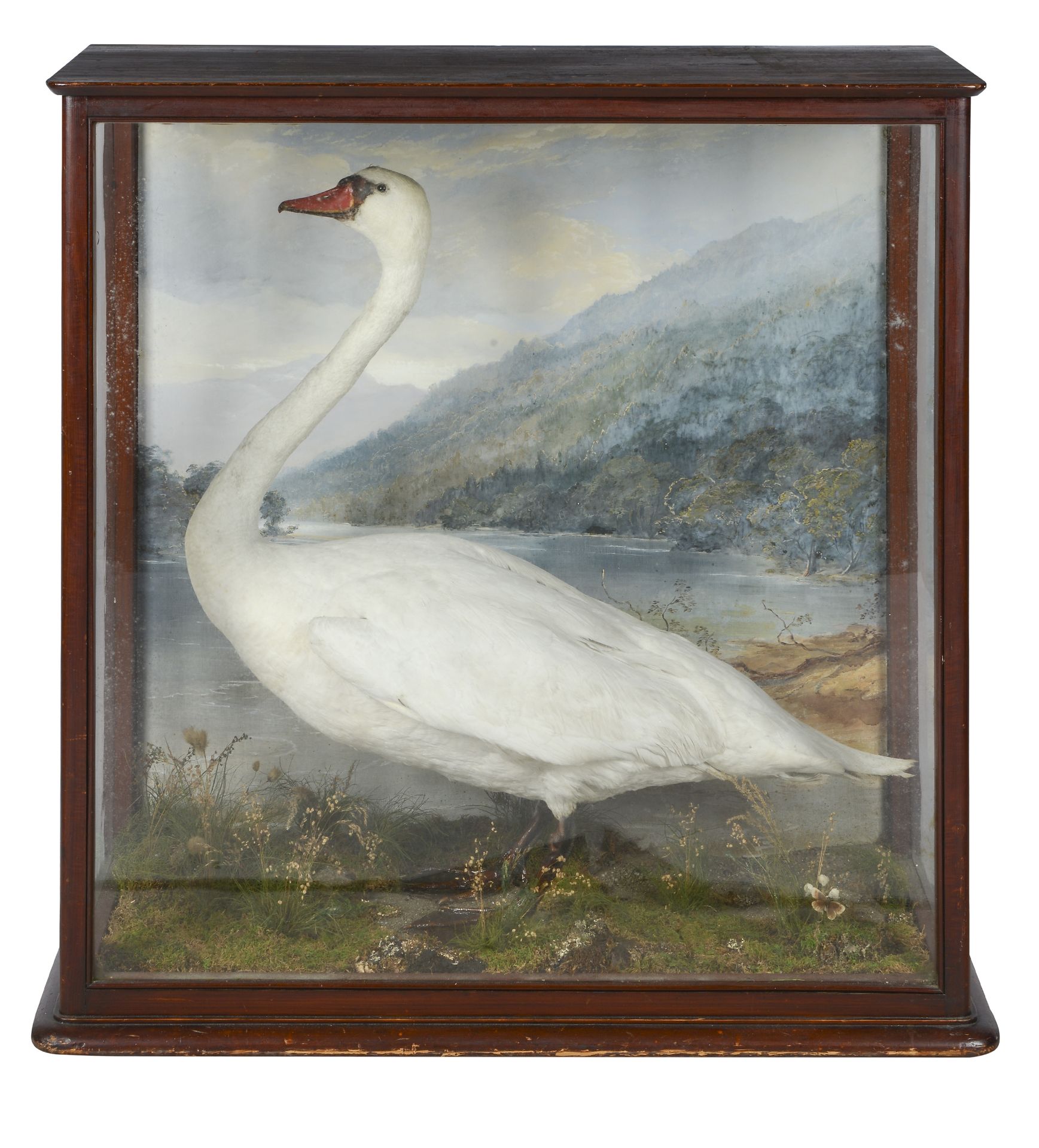 Of Taymouth Castle Interest: A Victorian taxidermy specimen of a Swan